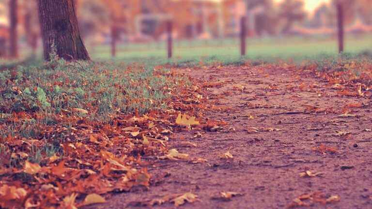 How To Create A Temporary 11Xplay Demo Login Id?